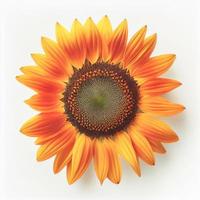 Top view a Sunflower isolated on a white background, suitable for use on Valentine's Day cards photo