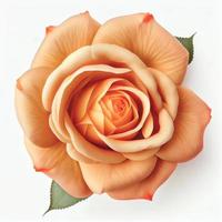 Top view a Tea Rose flower isolated on a white background, suitable for use on Valentine's Day cards photo