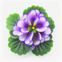 Top view African violet flower isolated on a white background, suitable for use on Valentine's Day cards photo