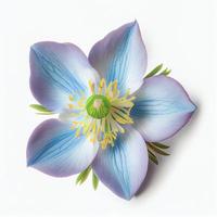 vista superior de una flor columbine azul colorado aislada en un fondo blanco, adecuada para su uso en las tarjetas del día de San Valentín foto
