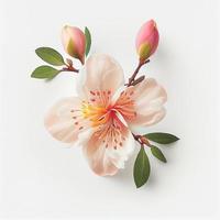 Top view a Peach blossom flower isolated on a white background, suitable for use on Valentine's Day cards photo