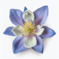 vista superior de una flor columbine azul colorado aislada en un fondo blanco, adecuada para su uso en las tarjetas del día de San Valentín foto