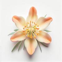 Top view a Columbine flower isolated on a white background, suitable for use on Valentine's Day cards photo