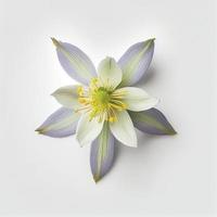 Top view a Columbine flower isolated on a white background, suitable for use on Valentine's Day cards photo