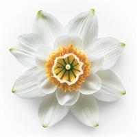 vista superior de una flor de narciso aislada en un fondo blanco, adecuada para su uso en las tarjetas del día de San Valentín foto