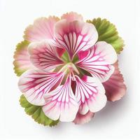 Top view a Geranium flower isolated on a white background, suitable for use on Valentine's Day cards photo