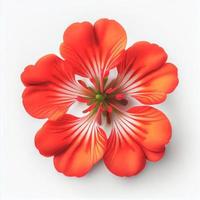 Top view a Geranium flower isolated on a white background, suitable for use on Valentine's Day cards photo