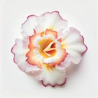 Top view a Gladiolus flower isolated on a white background, suitable for use on Valentine's Day cards photo