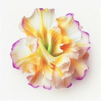 Top view a Gladiolus flower isolated on a white background, suitable for use on Valentine's Day cards photo