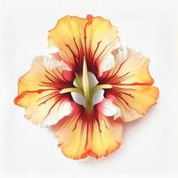 Top view a Gladiolus flower isolated on a white background, suitable for use on Valentine's Day cards photo