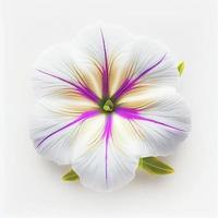 Top view a Petunia flower isolated on a white background, suitable for use on Valentine's Day cards photo