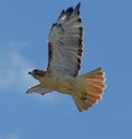 Red-tailed Hawk in FLight photo