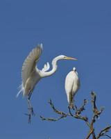 Great Egret in Flight photo