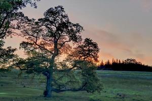 árbol a contraluz durante la puesta de sol foto