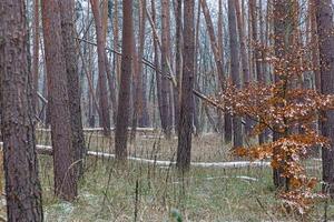 imagen de un bosque invernal sin hojas foto