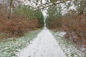 Image of a footpath through a wintry forest photo