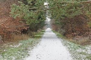 Image of a footpath through a wintry forest photo