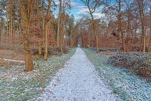 imagen de un sendero a través de un bosque invernal foto