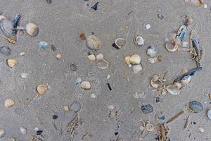 Image of shells and stones on a North Sea beach in Denmark in winter photo