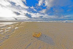 Picture of a stranded jellyfish on a winter beach photo