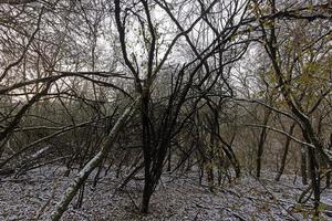 Image of a wintry leafless forest photo