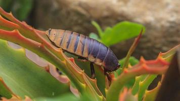 Picture of giant isopod sitting on cactus leaf photo