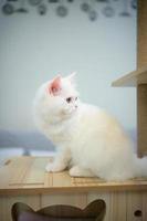 Persian cat one of the most popular breeds of attractive cats. photo