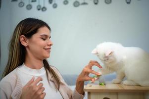 Fluffy white Persian cat Have fun playing catch mice photo