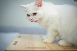 gato persa una de las razas más populares de gatos atractivos. foto