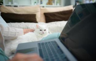 una joven trabaja en casa mientras un gato persa blanco foto