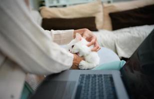 A young woman works at home while a white Persian cat photo