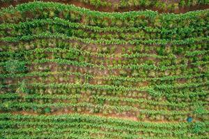 Aerial drone view of a coffee plantation in Manhuacu, Minas Gerais, Brazil photo