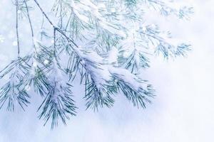 rama de abeto de coníferas. bosque de invierno congelado con árboles cubiertos de nieve. foto