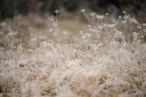 Close up of grass with ice, morning spring frosts, spring awakening. photo