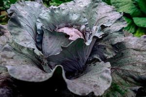 Red cabbage in garden photo