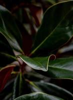 Magnolia tree leaves photo