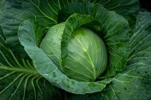 Green cabbage in garden photo