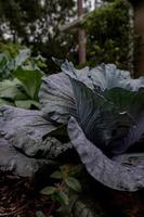 Red cabbage in garden photo