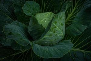 Green cabbage in garden photo