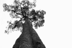 blanco y negro un gran árbol en el bosque foto