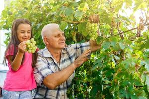 abuelo y nieta cosechan uvas en un viñedo foto