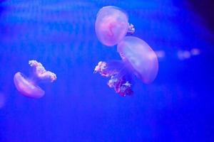 Jellyfish in an aquarium with blue water photo