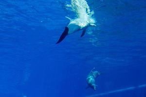 dolphins in a large blue aquarium closeup photo