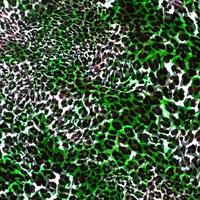 Leopard skin pattern abstract style,Textile and fashion fabric,Vintage style texture,Animal skin background,Leopard designed textile print pattern,Abstract leopard texture design photo