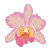 orchid flower icon vector