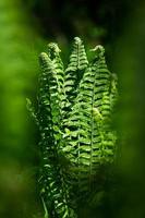 Green Fiddlehead Fern photo