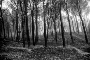 bosque en día de niebla foto