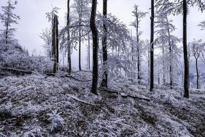 Winter beech forest photo