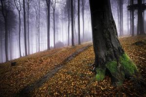 bosque de hayas de otoño foto