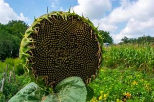 Large sunflower head with flowers and seeds. photo